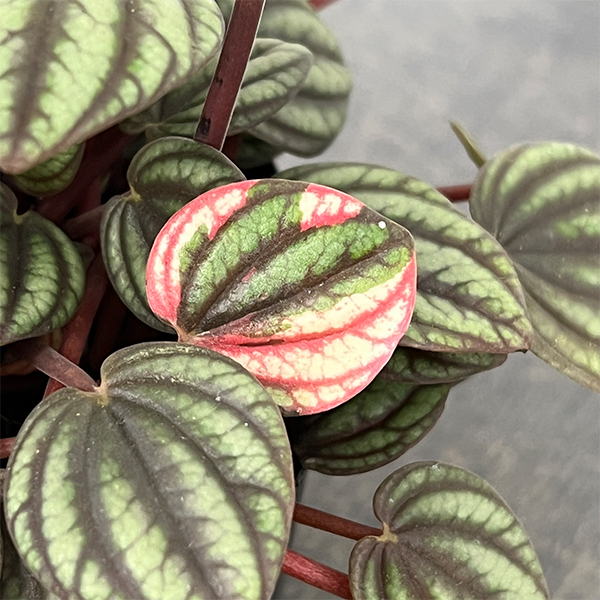 ぺぺロミア：ペッパーミル3号ポット26-02