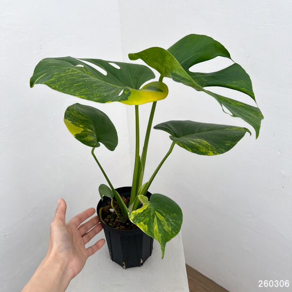 モンステラ：デリシオーサ　イエローマリリン　4号鉢植え26-01