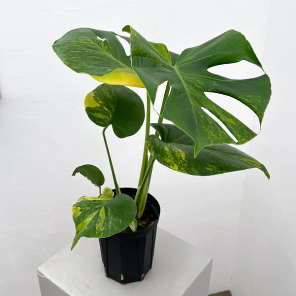 モンステラ：デリシオーサ　イエローマリリン　4号鉢植え26-01