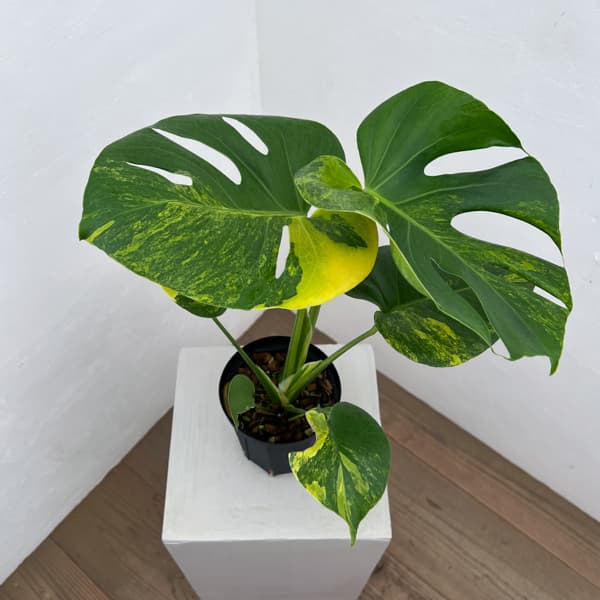 モンステラ：デリシオーサ　イエローマリリン　4号鉢植え26-01