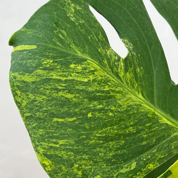 モンステラ：デリシオーサ　イエローマリリン　4号鉢植え26-01