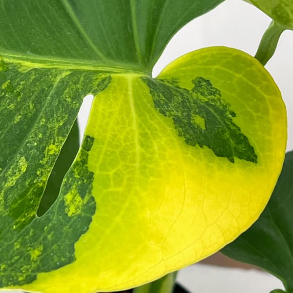 モンステラ：デリシオーサ　イエローマリリン　4号鉢植え26-01