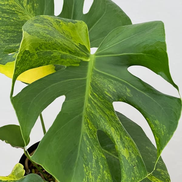 モンステラ：デリシオーサ　イエローマリリン　4号鉢植え26-01