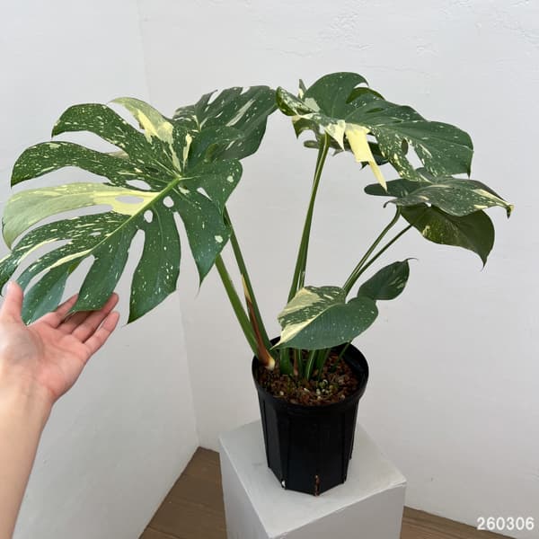 モンステラ：タイコンステレーション（斑入り）　6号26-01