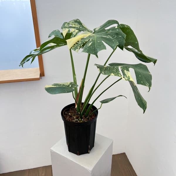 モンステラ：タイコンステレーション（斑入り）　6号26-01