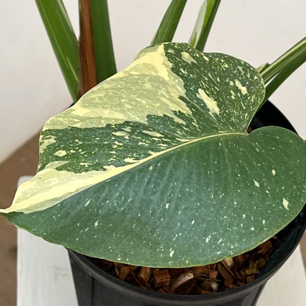 モンステラ：タイコンステレーション（斑入り）　6号26-01