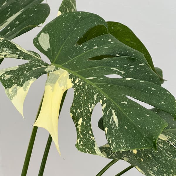 モンステラ：タイコンステレーション（斑入り）　6号26-01