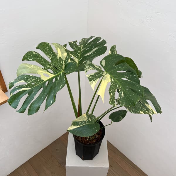 モンステラ：タイコンステレーション（斑入り）　6号26-01