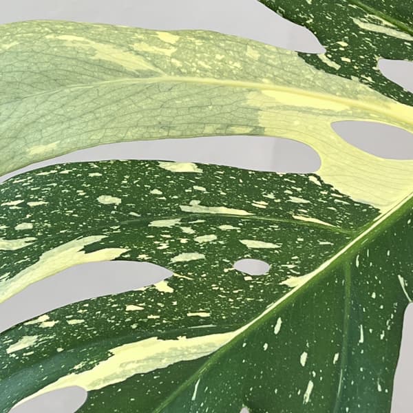 モンステラ：タイコンステレーション（斑入り）　6号26-01