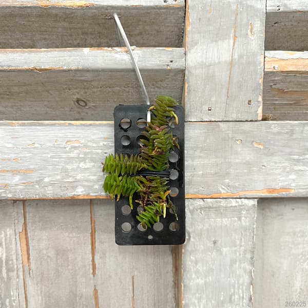 スコエノルキス：スコロペンドリア　板付け