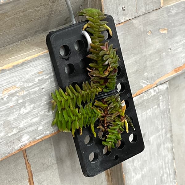 スコエノルキス：スコロペンドリア　板付け