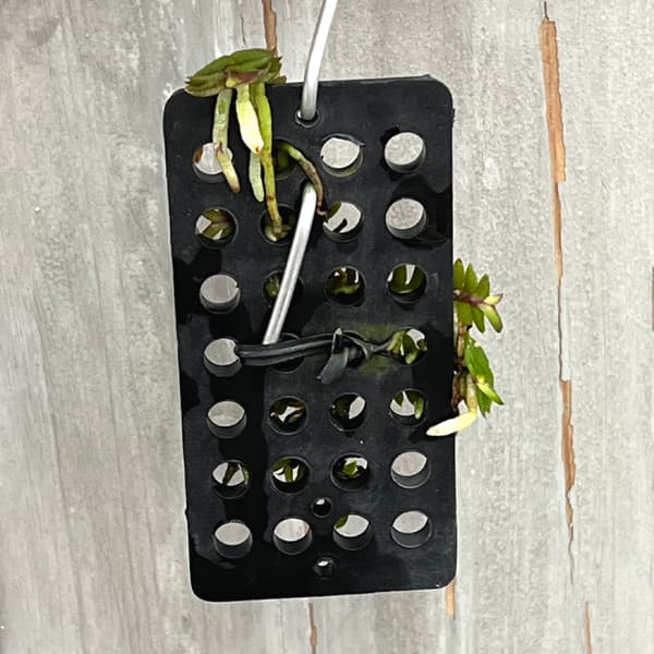 スコエノルキス：スコロペンドリア　板付け