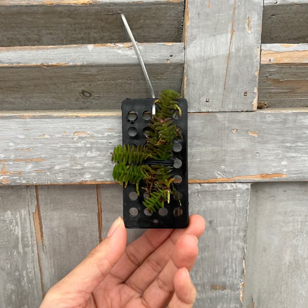 スコエノルキス：スコロペンドリア　板付け