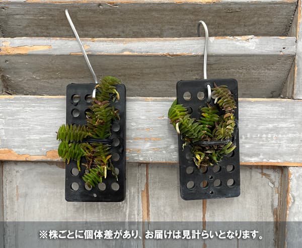 スコエノルキス：スコロペンドリア　板付け