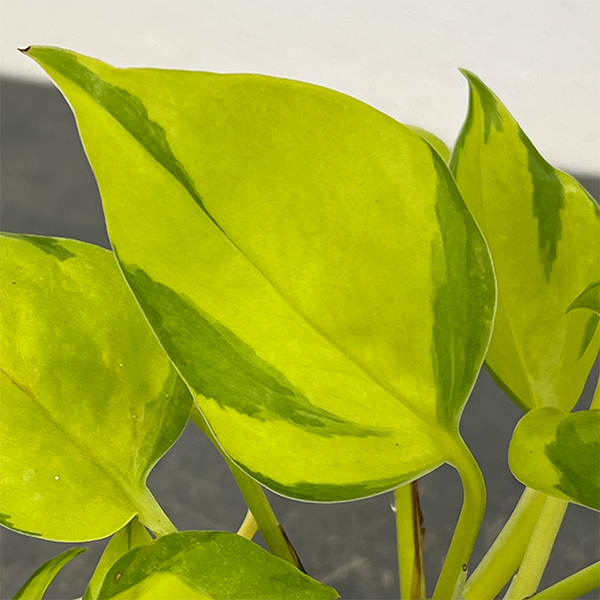 ポトス:AWファンタジー 3号ポット