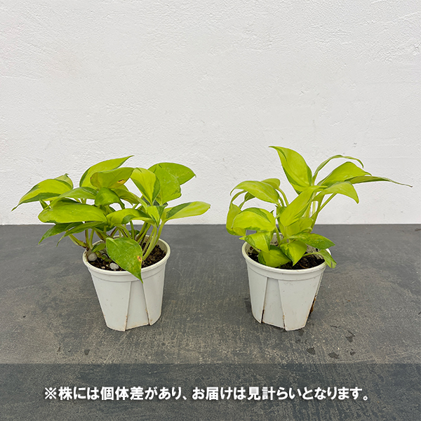 ポトス:AWファンタジー 3号ポット