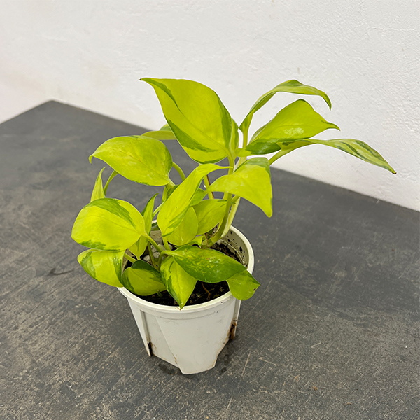 ポトス:AWファンタジー 3号ポット