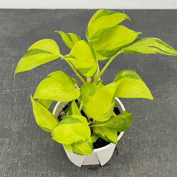 ポトス:AWファンタジー 3号ポット