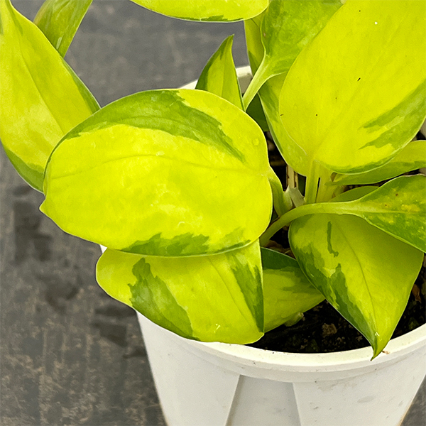 ポトス:AWファンタジー 3号ポット