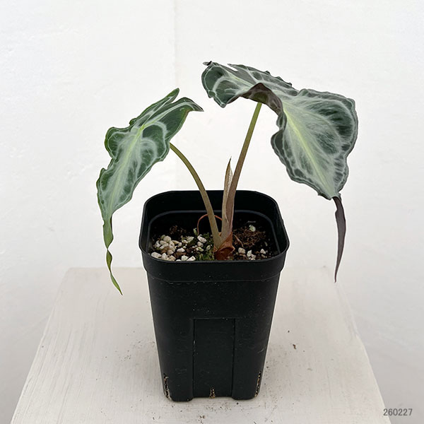 アロカシア:ヴェノム 3.5号ポット26-01