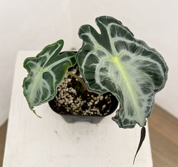 アロカシア:ヴェノム 3.5号ポット26-01