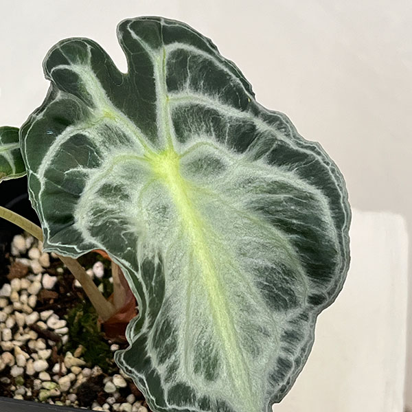 アロカシア:ヴェノム 3.5号ポット26-01