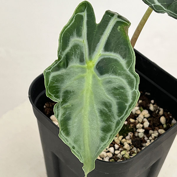 アロカシア:ヴェノム 3.5号ポット26-01