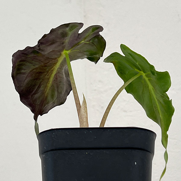 アロカシア:ヴェノム 3.5号ポット26-01