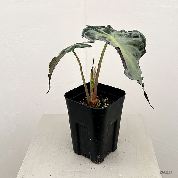 アロカシア:ヴェノム 3.5号ポット26-02