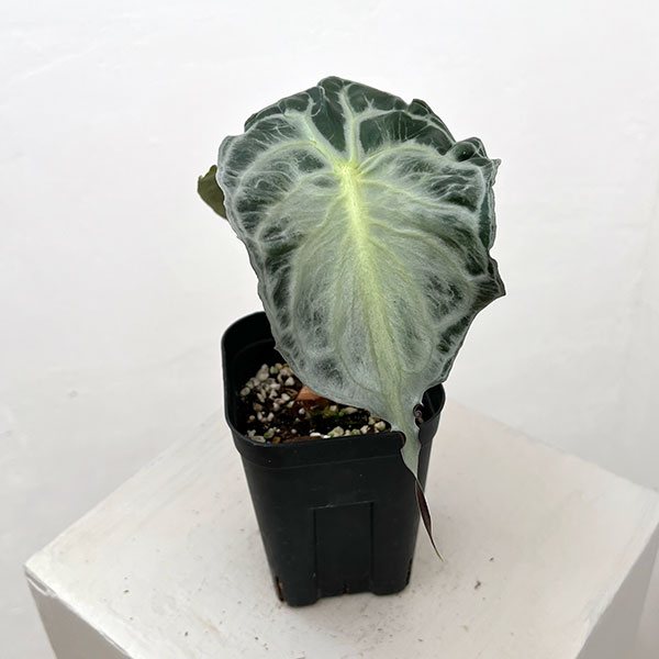 アロカシア:ヴェノム 3.5号ポット26-02