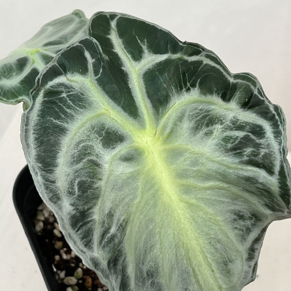 アロカシア:ヴェノム 3.5号ポット26-02