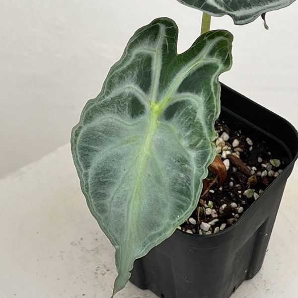 アロカシア:ヴェノム 3.5号ポット26-02