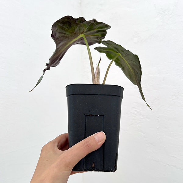 アロカシア:ヴェノム 3.5号ポット26-02