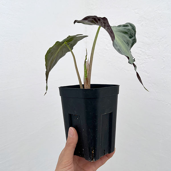 アロカシア:ヴェノム 3.5号ポット26-02
