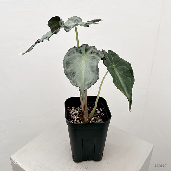 アロカシア：ヴェノム　3.5号ポット26-03