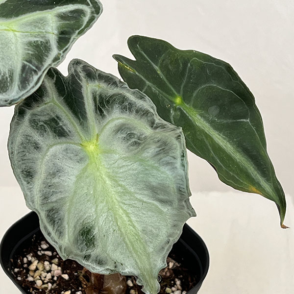 アロカシア：ヴェノム　3.5号ポット26-03
