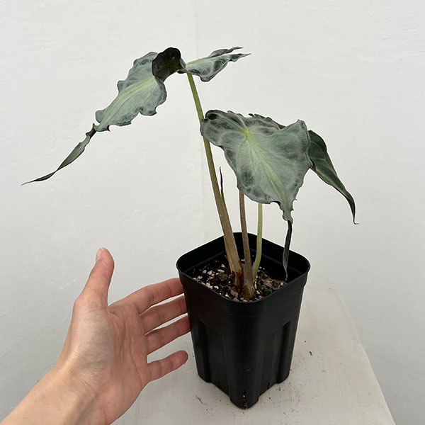 アロカシア：ヴェノム　3.5号ポット26-03