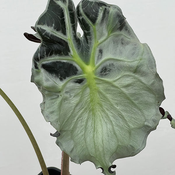 アロカシア：ヴェノム　4号鉢植え26-04