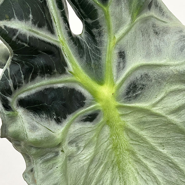 アロカシア：ヴェノム　4号鉢植え26-04