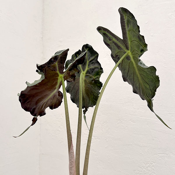 アロカシア：ヴェノム　4号鉢植え26-04