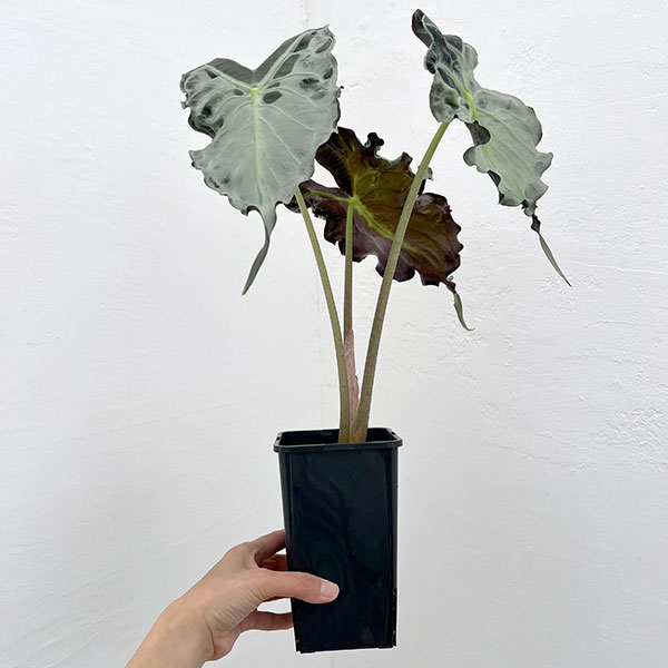 アロカシア：ヴェノム　4号鉢植え26-04