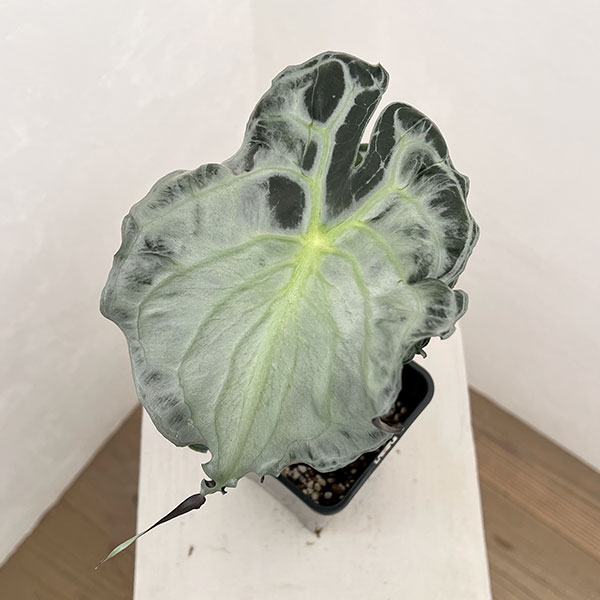 アロカシア：ヴェノム　4号鉢植え26-05