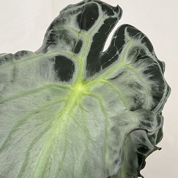 アロカシア：ヴェノム　4号鉢植え26-05