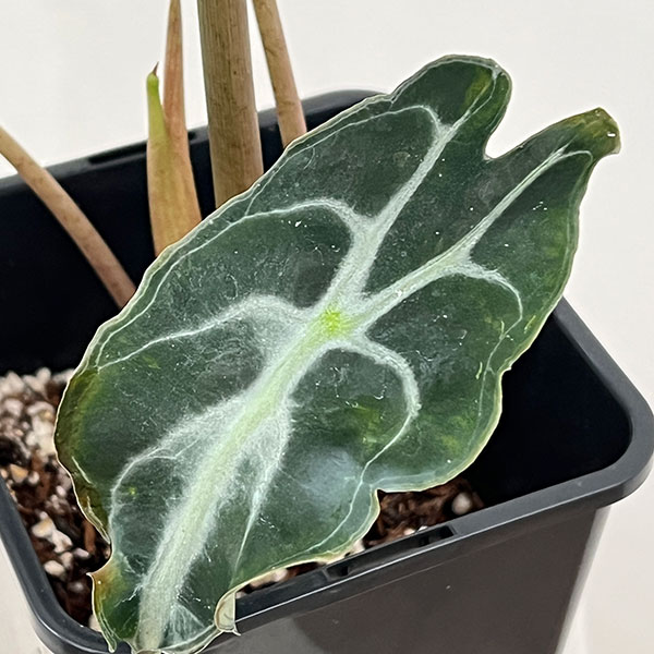 アロカシア：ヴェノム　4号鉢植え26-05