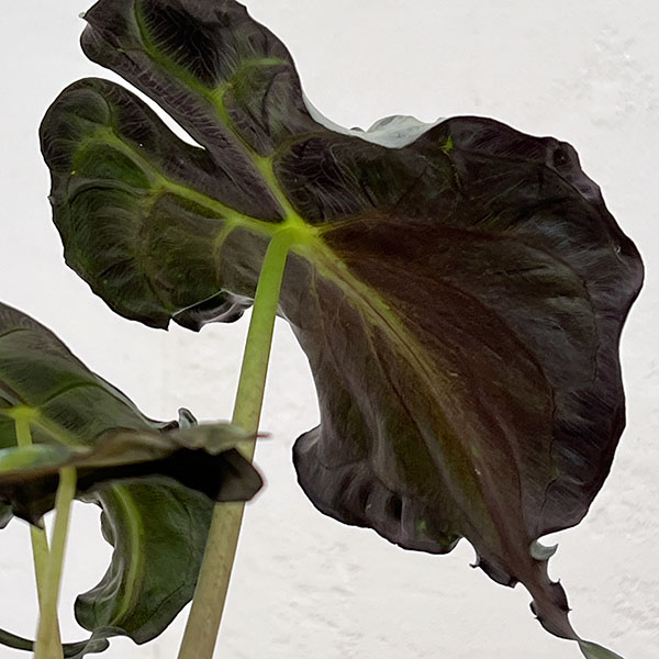 アロカシア：ヴェノム　4号鉢植え26-05