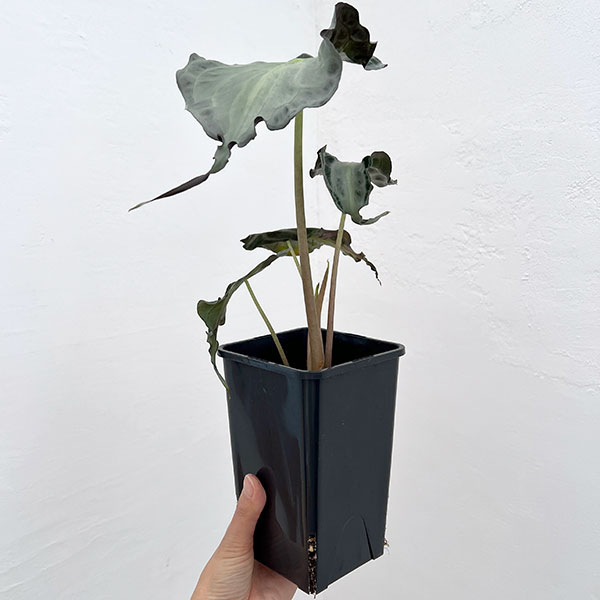 アロカシア：ヴェノム　4号鉢植え26-05