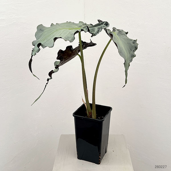 アロカシア：ヴェノム　4号鉢植え26-06