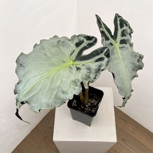 アロカシア：ヴェノム　4号鉢植え26-06