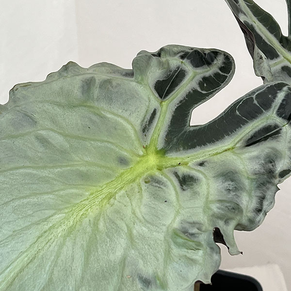 アロカシア：ヴェノム　4号鉢植え26-06