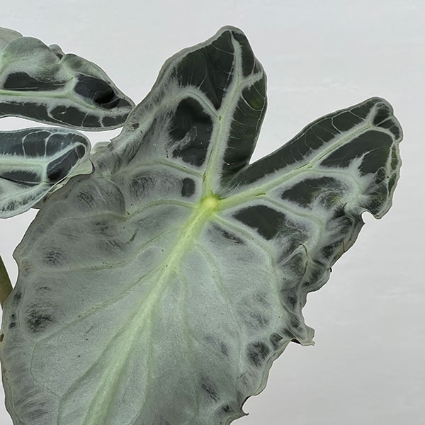 アロカシア：ヴェノム　4号鉢植え26-06